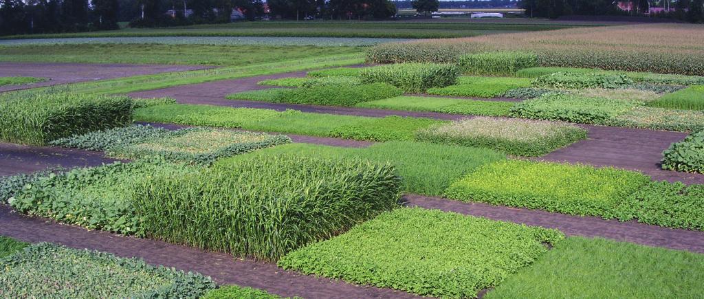 Tabel 3.4 bodemschimmel schema Alternaria porri (purpervlekkenziekte in ui en prei) Aphanomyces cochlioides (afdraaiers en wortelrot in suikerbiet) Fusarium oxysporum f. sp.