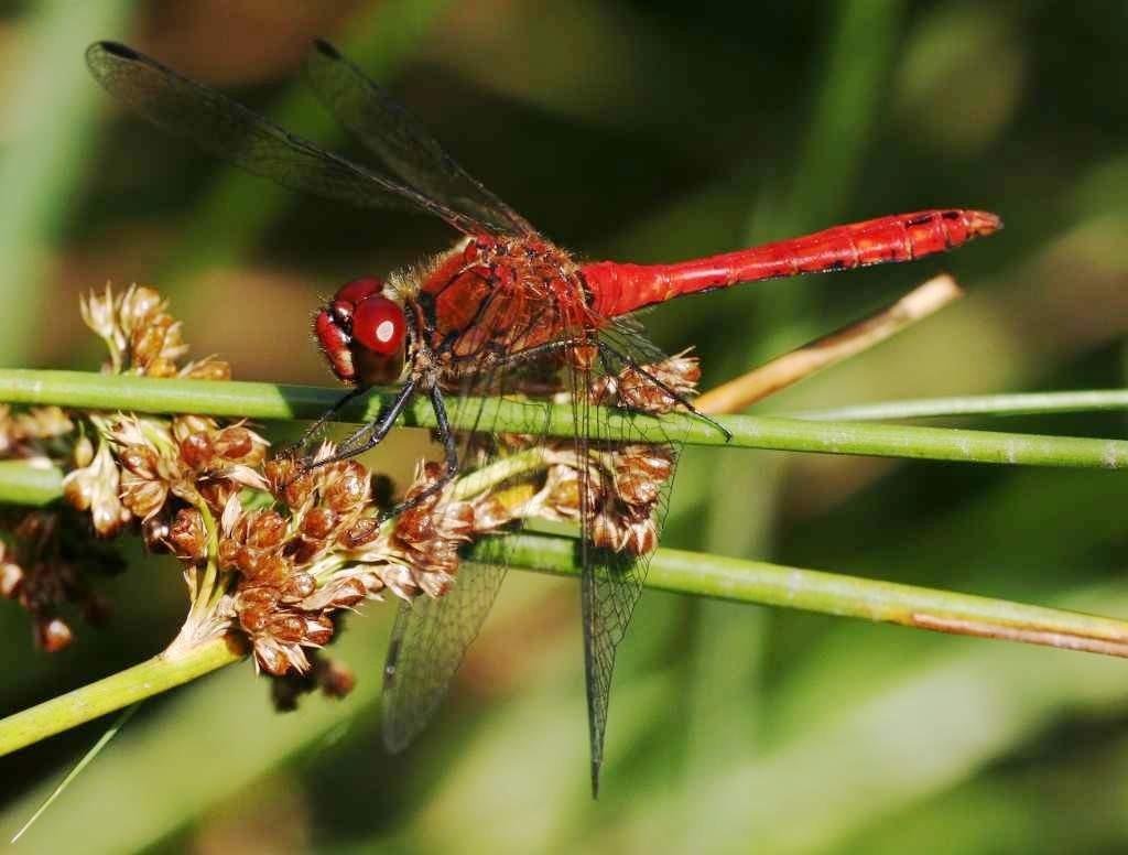 Bloedrode heidelibel - mannetje De geheel