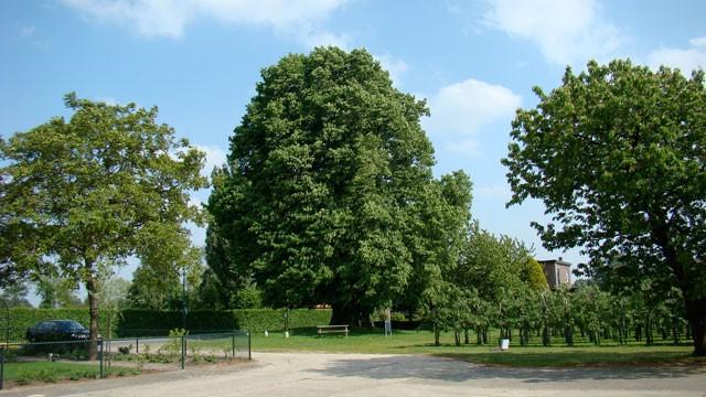 Mureau Advies Landschapsbomen Eindbeeld Solitaire zomereiken en walnootbomen met ondergroei van grasland.