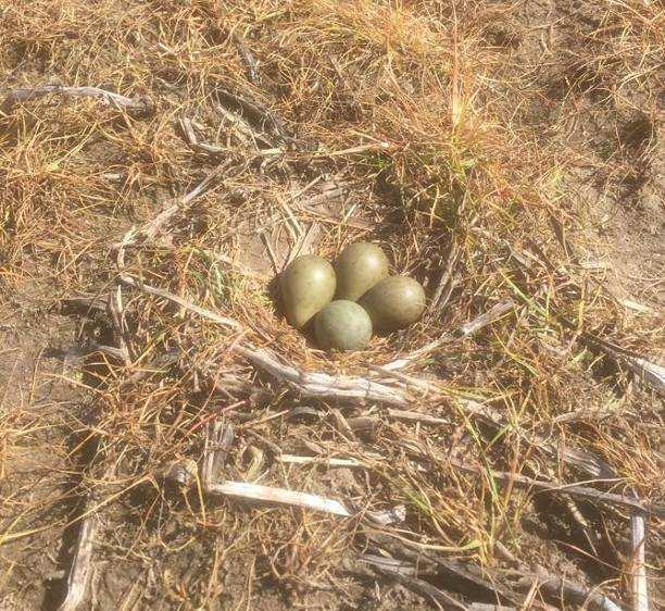 Het waren tevens de eerste eieren van Noord- Brabant die bij boerenlandvogels werden aangemeld!