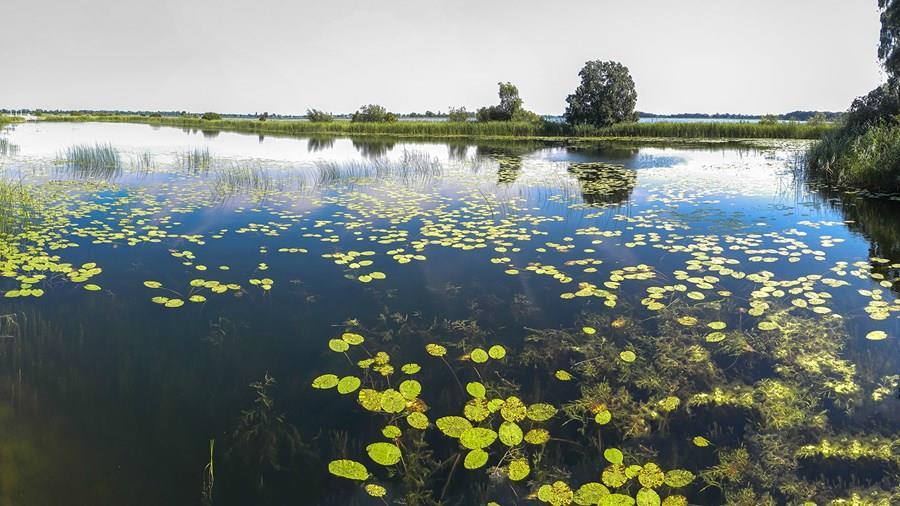 verzilting en meer nadelige algen en bacteriële groei