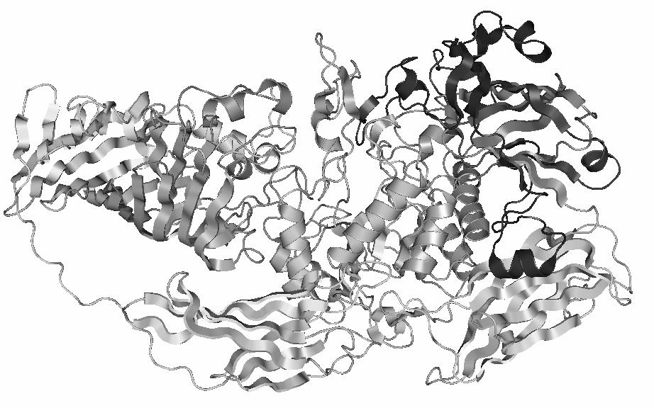 Chapter 8 kluwen. Vier van deze kluwens clusteren tezamen en splitsen het suiker lactose in twee andere suikers, glucose en galactose. Figuur 2. De structuur van het enzym β-galactosidase.