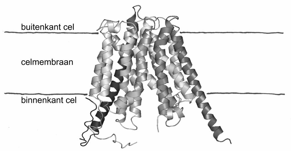 Chapter 8 eiwitten bekend is, is het transportmechanisme nog niet ontrafeld. Een ruw model voor het transportmechanisme is het Alternating site model (Fig. 5).
