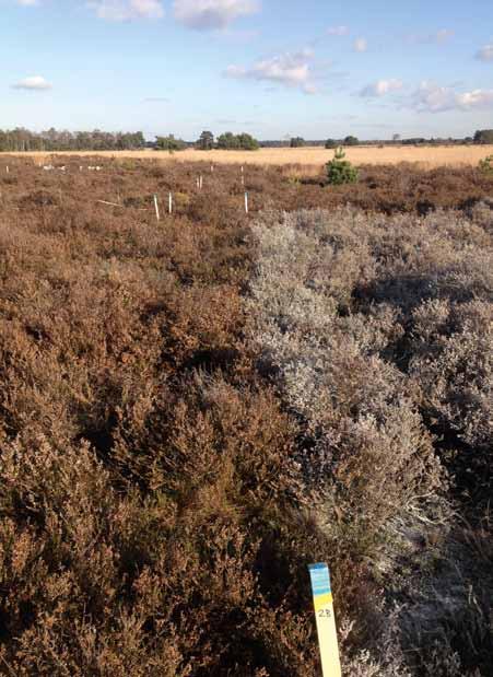 > In het droog landschap zijn de negatieve gevolgen van langdurige verzuring en hoge stikstofdepositie op natuurkwaliteit het sterkst merkbaar.