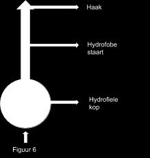 Zeep op molecuulniveau Er zijn heel veel soorten zeepmoleculen. Een voorbeeld is natriumdodecylsulfaat. ( NaC 12 H 25 SO 4 ) Natriumdodecylsulfaat is een van de meest bekende reinigings-stoffen.