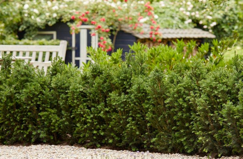 TAXUS Taxus baccata Fastigiata Robusta Verantwoord en duurzaam gekweekt.