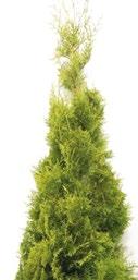 Thuja occidentalis Smaragd Thuja occidentalis Danica Verantwortungsbewusst und nachhaltig gewachsen. Pflanzenhöhen von 60 bis 240 cm. Container- und Freilandproduktion.