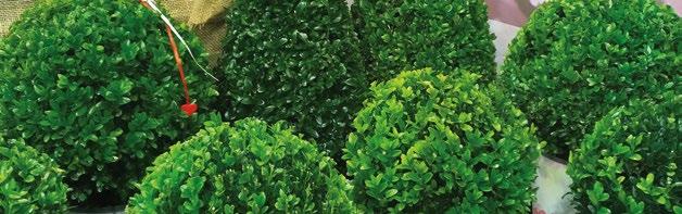 Große Auswahl an Farben und Typen. Verantwortungsbewusst und nachhaltig gewachsen. Buxus sempervirens bol Freilandproduktion und auch eine kleine Auswahl von Topfgewachsene pflanzen.