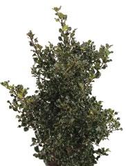 ILEX Ilex aquipernyi Dragon Lady Verantwoord