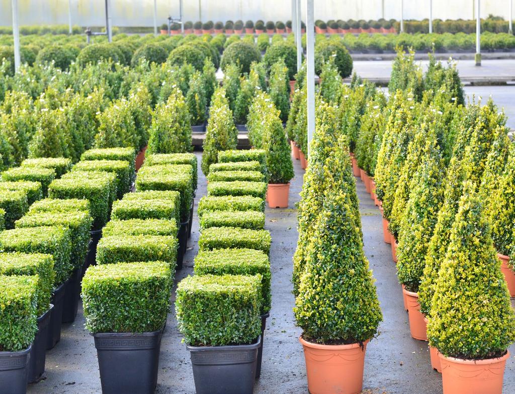 topiary. Not just in traditional Buxus but also in Ilex, Thuja and Taxus.