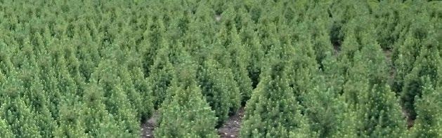 PICEA PRUNUS Picea abies Verantwoord en duurzaam gekweekt. Plant hoogtes van 40 tot 350 cm. Ruime keuze in kleuren en types.