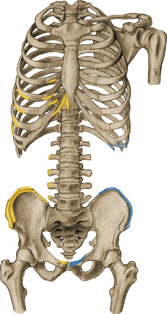 Buikspieren 1 4.Ca Eigenlijke buikspieren (gewrichtsspieren van wervels en ribben). Oorsprong (rechter lichaamshelft), insertie (linker lichaamshelft) op rompskelet, vooraanzicht. 0 M.