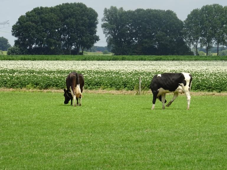 Henk Pijnappels De groep begon na de tegenslagen van de afgelopen twee jaren (heel veel predatie) ook dit jaar weer vol goede moed op de percelen van boer Kuypers