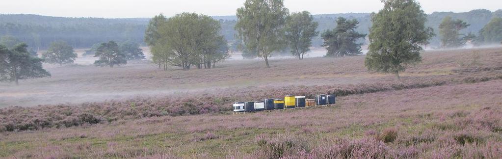 Veluwe, Nederland Verschillende sectoren afhankelijk van het grondwatersysteem Kwetsbaar