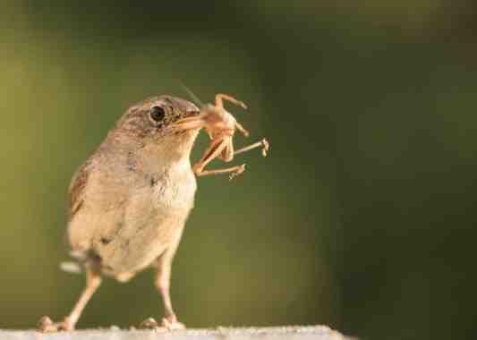 1. Vogels en insecten in evenwicht We zouden zo n beetje kniediep door de insecten en andere kleine beestjes waden als er geen vogels waren.