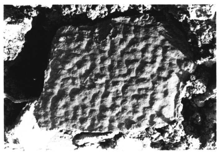 Fig. 11. Kalkplaat met fossiele indrukken van regendruppels. Fig. 5. Sleuring. Noordwand groeve III. Fig. 12. Recente sporen in uitgedroogde klei.