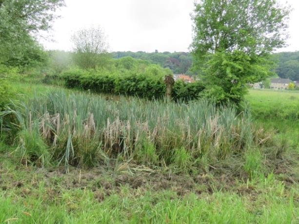 moeten worden verwijderd. Op termijn kunnen ook koeien en wellicht ook schapen ingezet worden bepaalde delen of kanten van de poel van vegetatie open te houden.