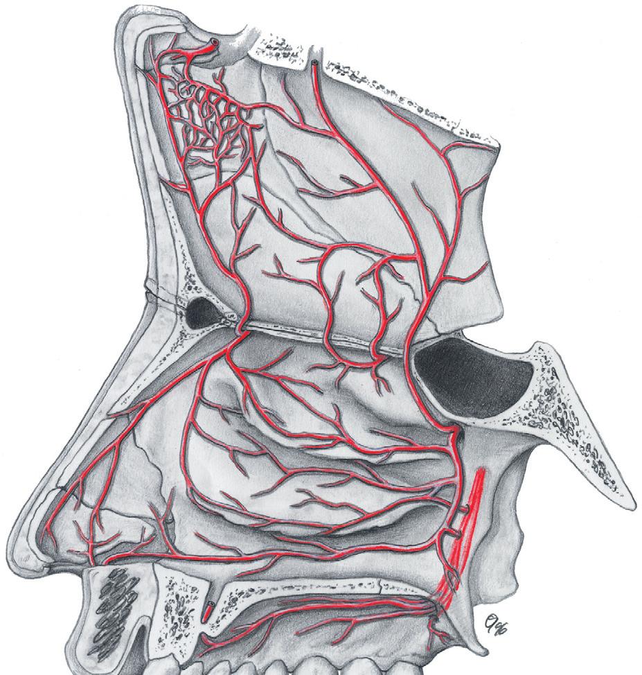 Arteriële verzorging 2.95 Arteriële verzorging van het neusseptum (naar craniaal omgeklapt) en de rechter zijwand van de neus.