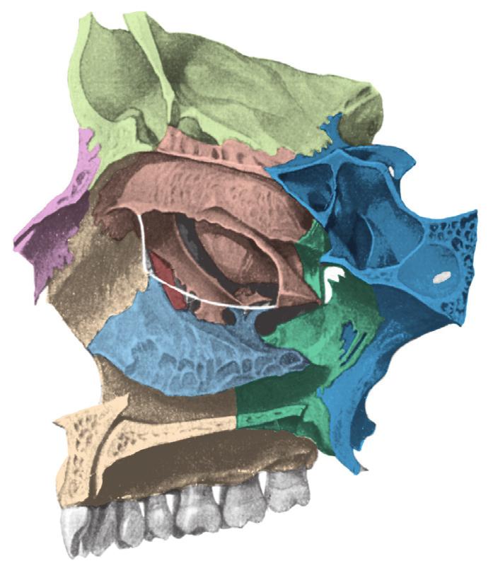 Neusskelet rechter zijwand 2.84 Benig skelet van de rechter zijwand van de neus, mediaan-sagittale snede, lateraal aanzicht.