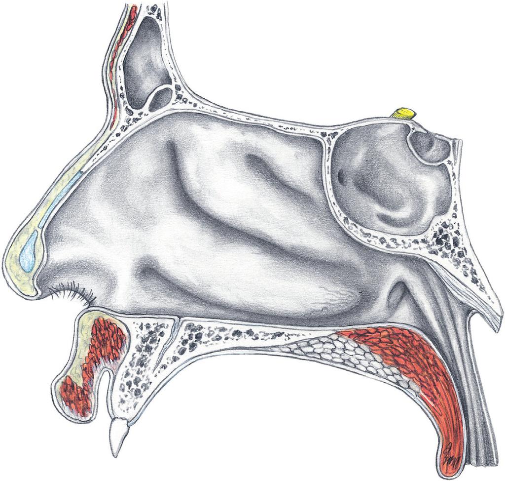 Slijmvliesreliëf rechter zijwand 2.85 Slijmvliesreliëf van de rechter zijwand van de neus, mediaan-sagittale snede, aanzicht rechts-lateraal.