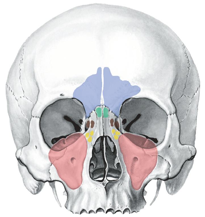 Neusbijholten: projectie 2.89a,b Projectie van de neusbijholten in de schedel.