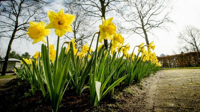 Mensen kunnen ook in hun tuin of zelfs op het balkon een bijdrage leveren aan het herstel van insectenpopulaties.