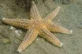 Maandag 19 augustus - Zeesterdag Zeesterren (ook wel starfish) danken hun Nederlandstalige naam aan hun stervormige lichaam en het feit dat ze in zee leven.