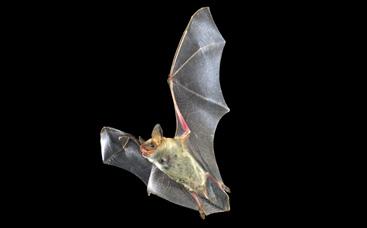 Vale vleermuis (Myotis myotis) Grootte (lichaam): 7 tot 8 cm; spanwijdte: 35 tot 45 cm; gewicht: 20 tot 40 g.