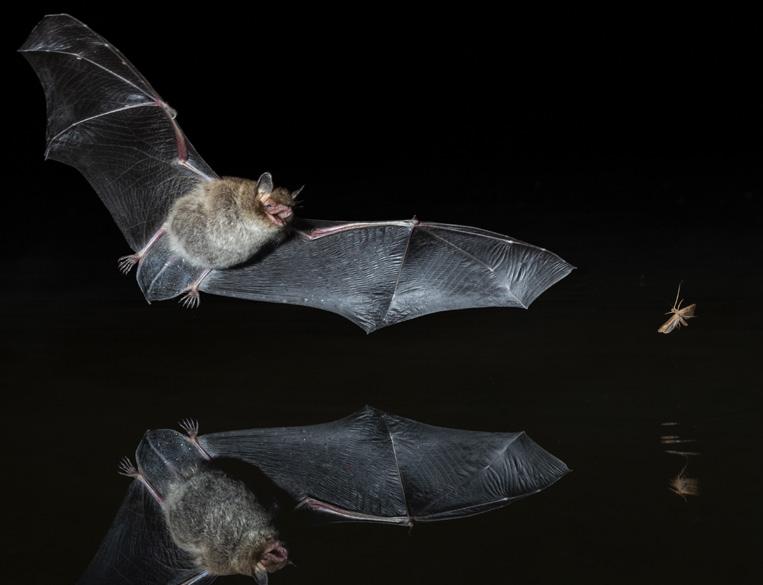 UITSTEKENDE NATUURLIJKE INSECTENBESTRIJDERS Afhankelijk van de soort en de tijd van het jaar bestaat de prooi van vleermuizen vaak uit tweevleugeligen, d.w.z. insecten van de vliegenfamilie, muggen enz.