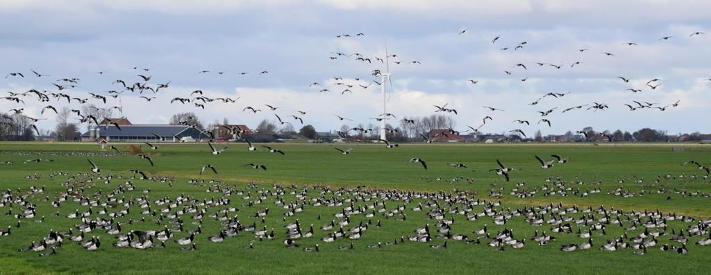 Een deel van de vele duizenden Brandganzen nabij Workum op 19 november 2018 (foto: Jan Kramer).