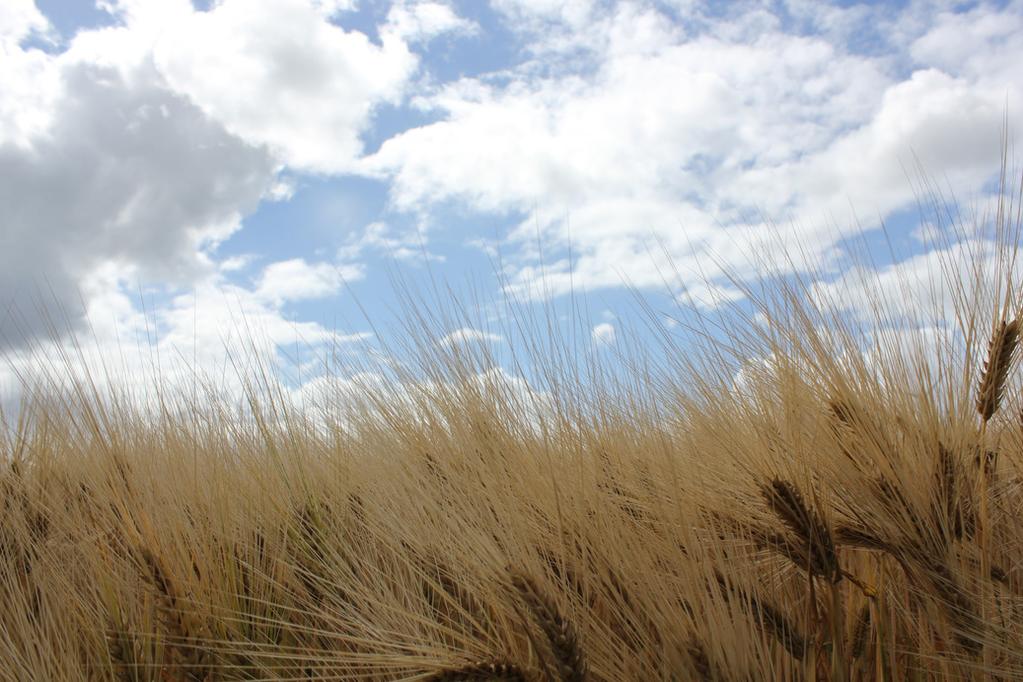 ONTWIKKELINGSRUIMTE PACHT LANDSCHAPSBEHEER RUILVERKAVELING De landelijke trends van verdergaande schaalvergroting, verbreding en verduurzaming is ook in de gemeente Noordoostpolder zichtbaar.