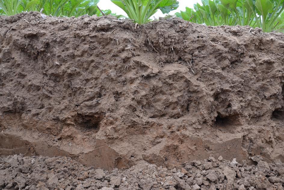 Wanneer diepe bodembewerking uitvoeren 12 Probeer iedere bewerking in de bodem te visualiseren Wat doet een tand, hoe gaat bodem zicht vervormen Voer