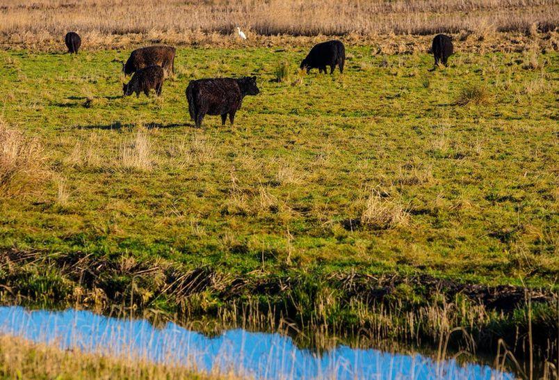 wonen. Het is een eldorado voor een grote diversiteit aan vogels. FLEXIBILITEIT Het complex is thans zeer ruimtelijk van opzet.