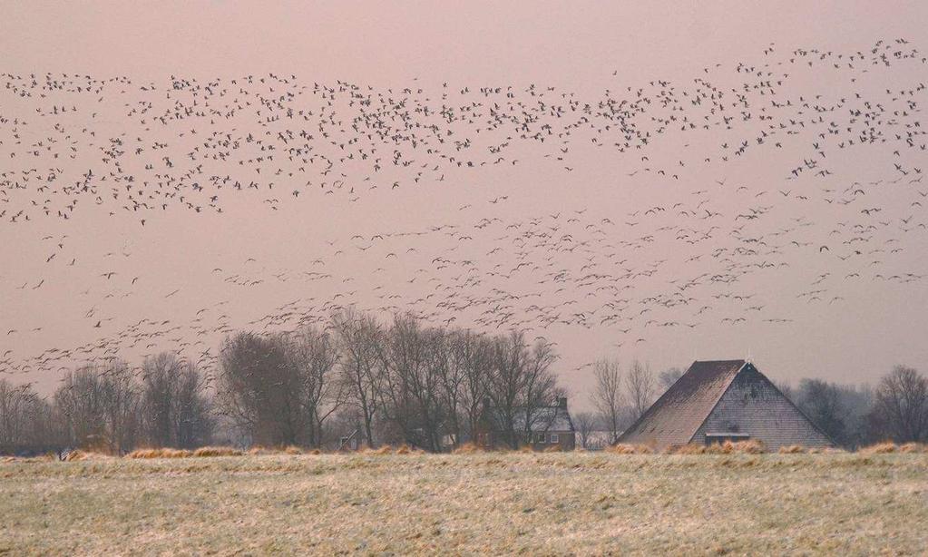 Populatieomvang van ganzen en Smienten en verspreiding binnen Nederland Ontwikkeling in populatieomvang op