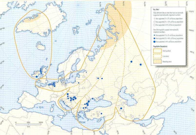 Kolganzen (Foto: Hans Dekkers) De aangrenzende flyway welke van belang kan zijn is West and Central Siberia/Central Europe, werd over de periode 1994-1999 geschat op 100.000 individuen (Madsen et al.