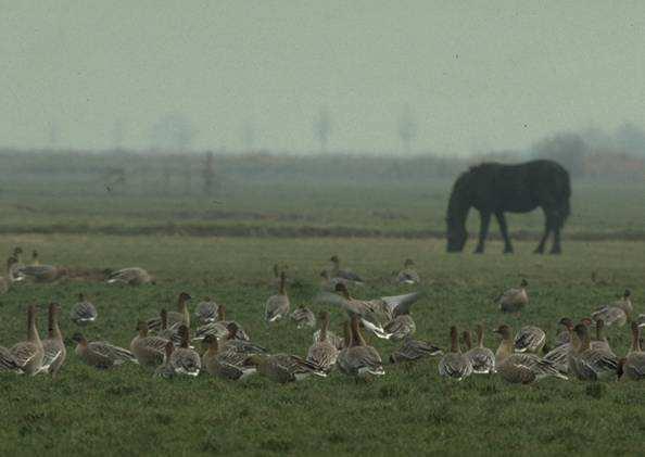 De flyways zijn dusdanig van elkaar gescheiden, dat geen rekening gehouden is met de andere flyway.