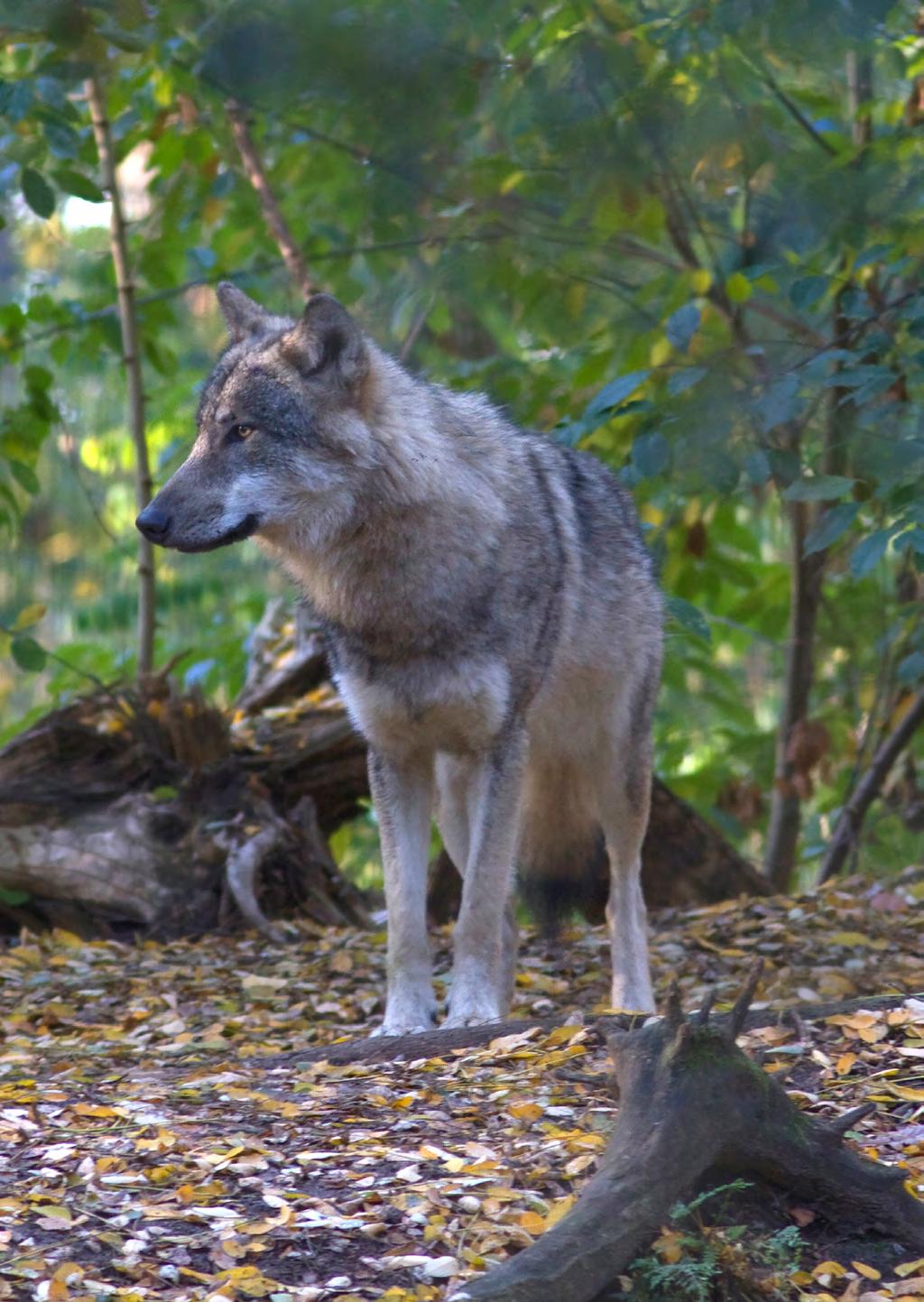 Spreekbeurt over de wolf Leuk dat je je spreekbeurt wilt houden over de wolf! Dit is een spreekbeurtpakket van OERRR, het jeugdprogramma van Natuurmonumenten.