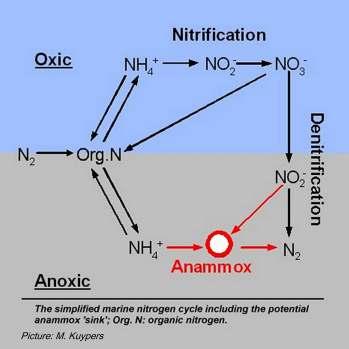 Anammox is een acroniem voor ANaerobe AMMonium OXidatie. Het is de naam voor een in Delft ontwikkelde technologie voor stikstofverwijdering uit afvalwater. Het anammoxproces is een bacteriëel proces.