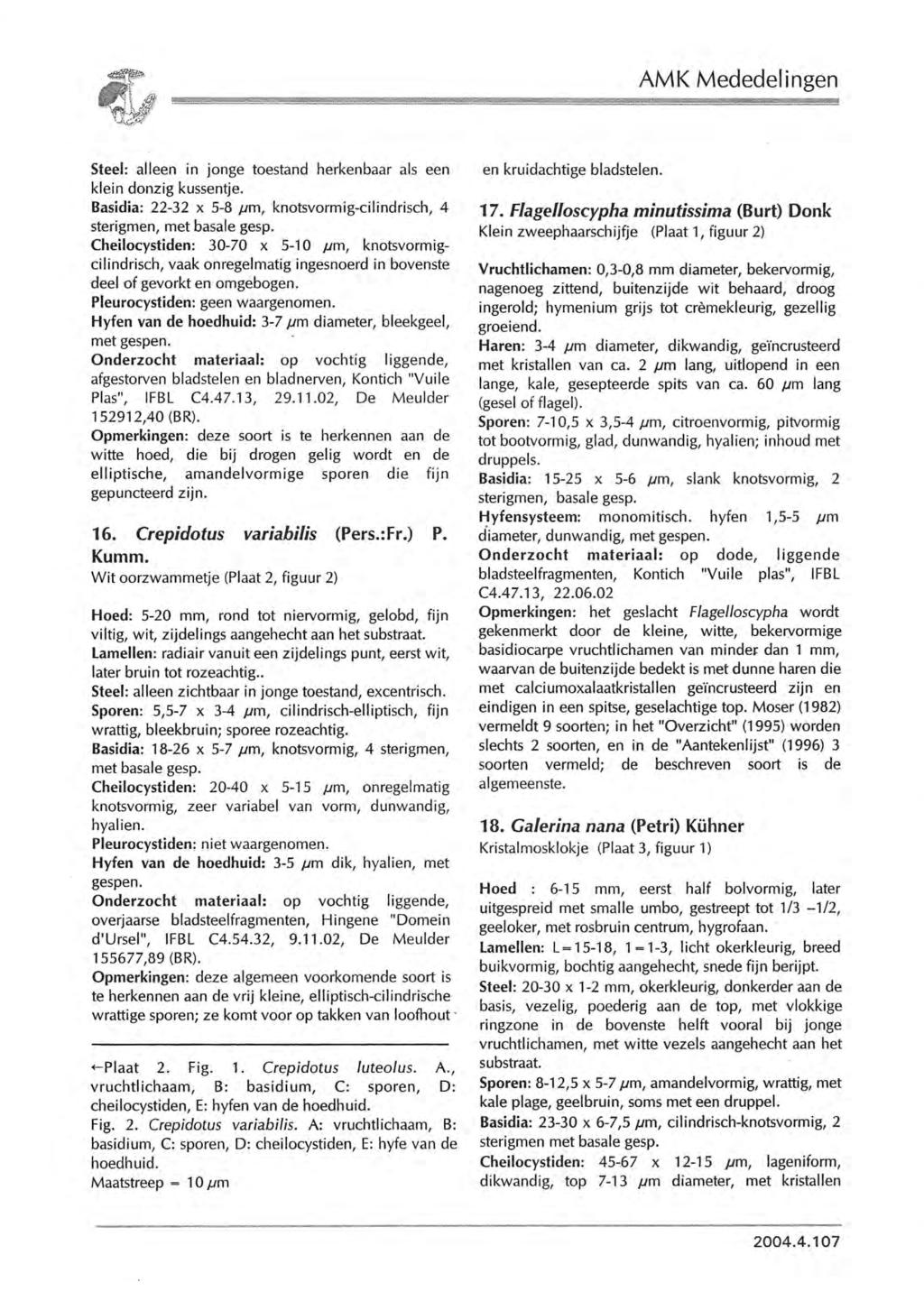 AM K Mededel i ngen mw"if~ Steel: alleen in jonge toestand herkenbaar als een klein donzig kussentje. Basidia: 22-32 x 5-8 ut», knotsvormig-cilindrisch, 4 sterigmen, met basale gesp.