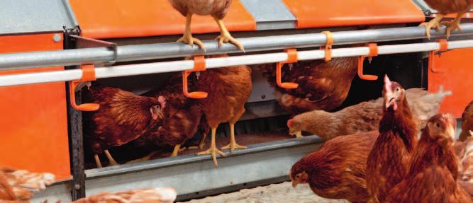 Nestdoorsnede en afmetingen Al naar gelang het stalconcept bieden wij aan: de Big Dutchman groepsnesten met 1 of 2 verdiepingen zowel als dubbelnest of als nest aan de wand.