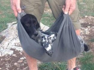 EERSTE HULP BIJ HONDEN Doelen eerste hulp: Patiënt in leven houden door het dier te stabiliseren Pijn verlichten Proberen verergering van wonden te voorkomen Proberen herstel te bevorderen Regels