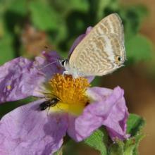 2008 in Cyprus was followed by a very warm, dry spring, with serious consequences in