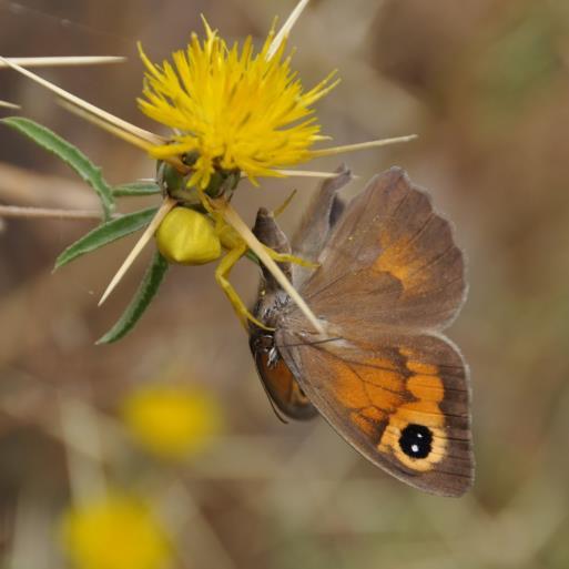 Bruin zandoogje  Cypriotisch bruin