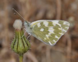 Lycaena