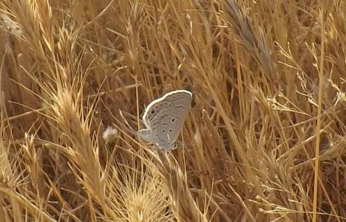 En er is ook een Klein acaciablauwtje, Azanus ubaldus. Luthrodes galba (Wiemers et al.