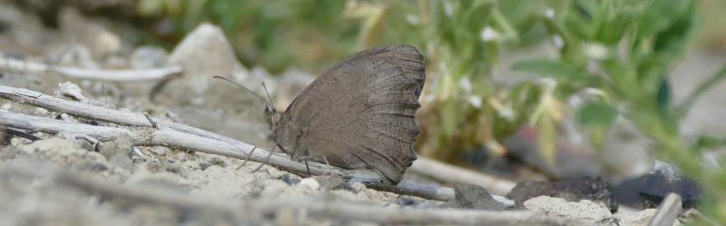 Pseudochazara anthelea (Hübner, {1824}) de Levantwitbandheremiet