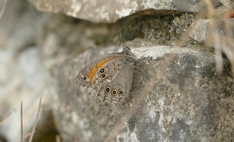 Hyponephele lupina (Costa, 1836) het Zuidelijk grauw