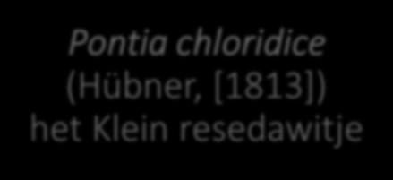 Niet gevonden soorten Pontia chloridice, het Klein resedawitje