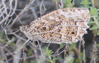 persephone (Hübner, 1803) (Lepidoptera: Nymphalidae, Satyrinae) has the