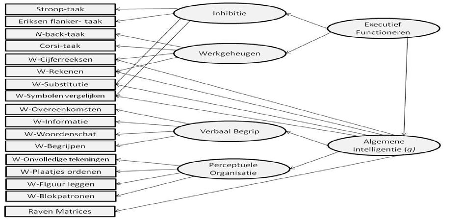 In het basismodel (Figuur 1) is het uitgangpunt dat intelligentie en executief functioneren twee aparte constructen zijn zonder onderlinge samenhang (Huizinga et al. 2006).